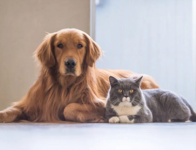 Dog & Cat Proofing Your Watches Dog & Cat Proofing Your Watches